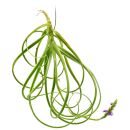 Tillandsia streptocarpa