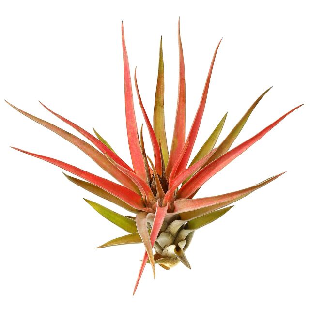 Tillandsia velutina