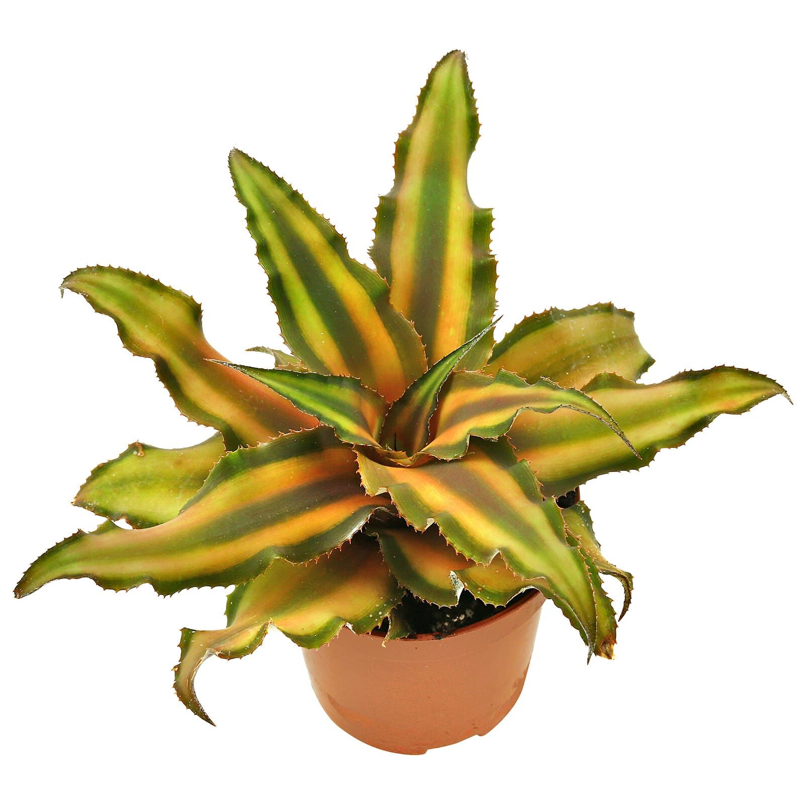 Cryptanthus bivittatus "Brown"