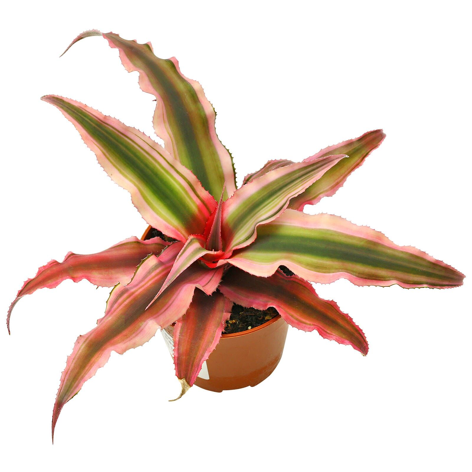 Cryptanthus bivittatus