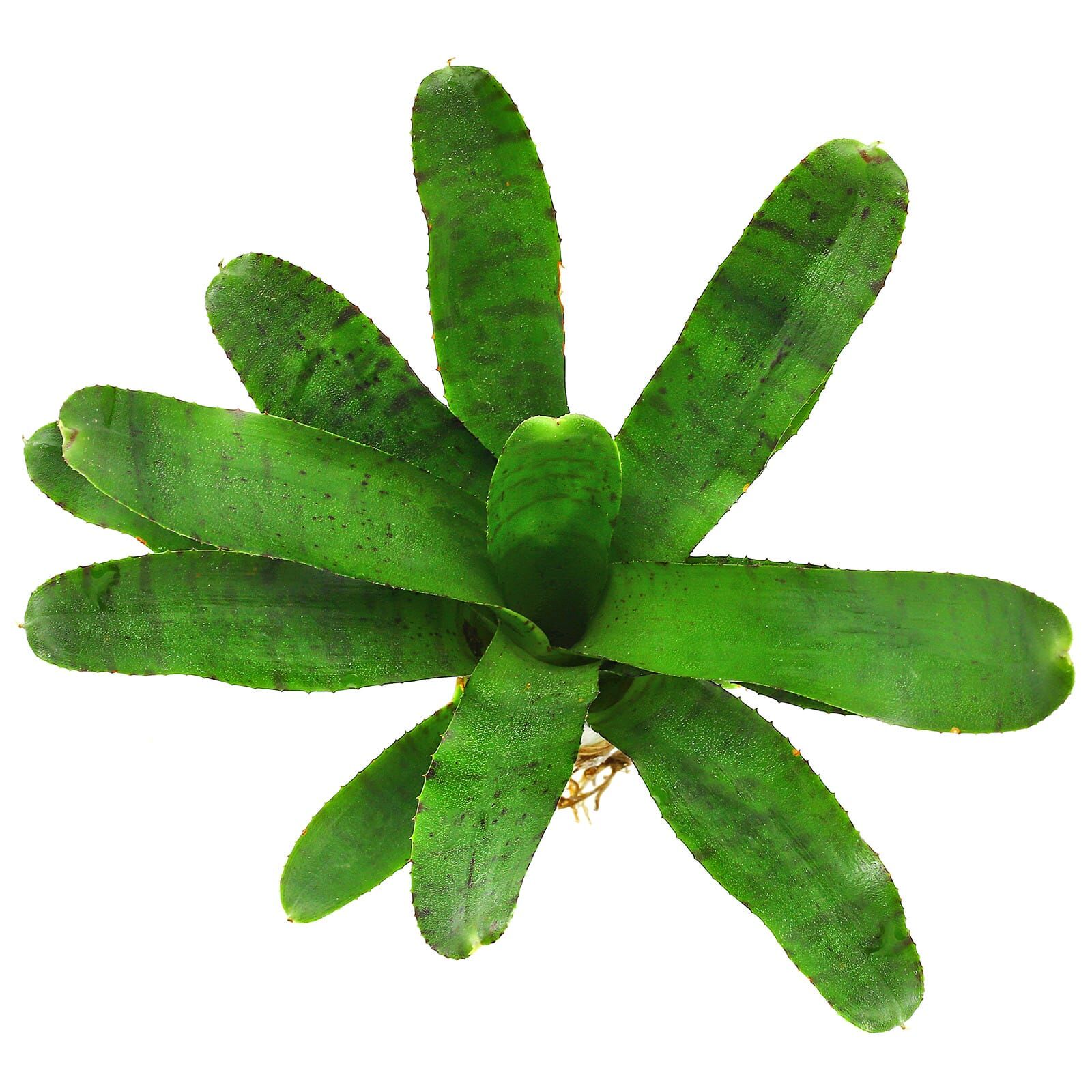 Neoregelia 'Afrodita'