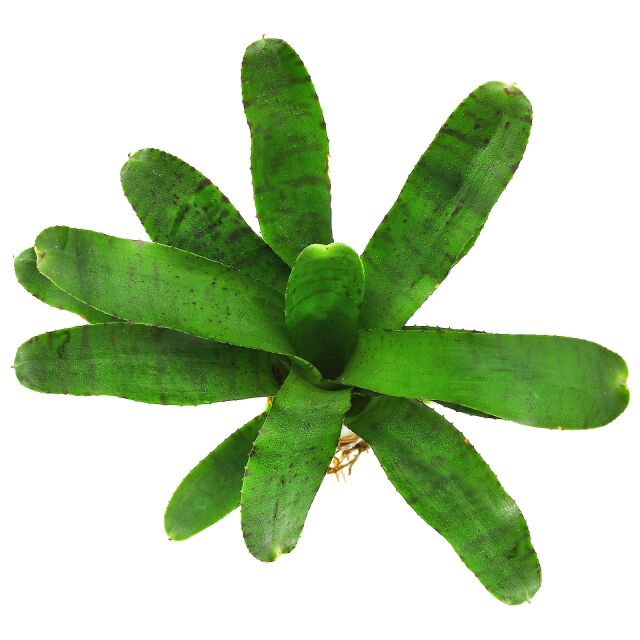 Neoregelia 'Afrodita'