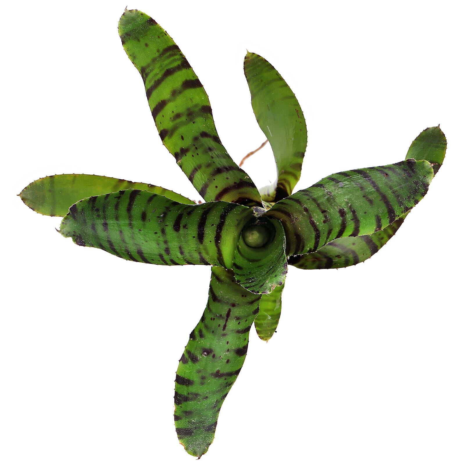 Neoregelia ampullacea 'Tigrina'