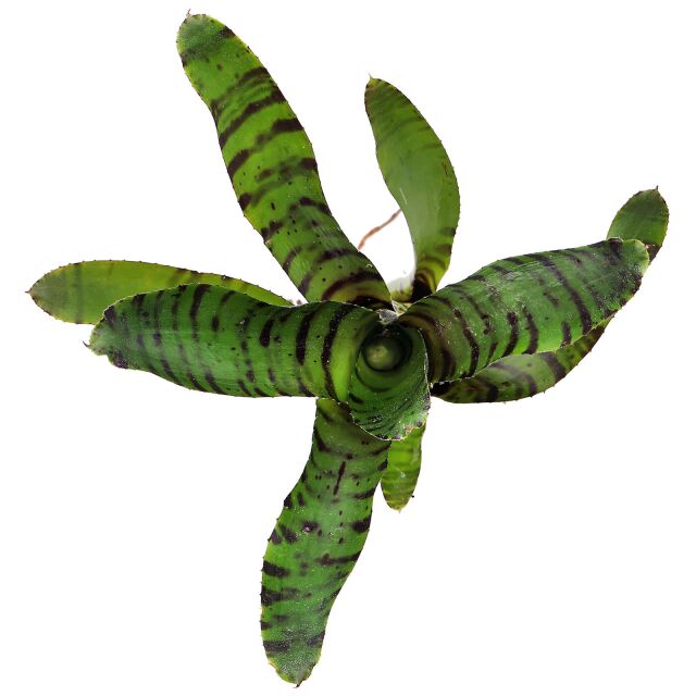 Neoregelia ampullacea 'Tigrina'