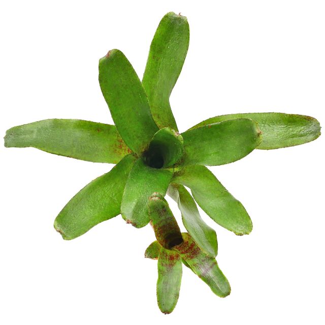 Neoregelia 'Atlantis'