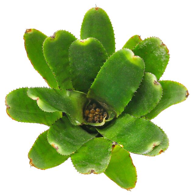Neoregelia 'Eritrea'