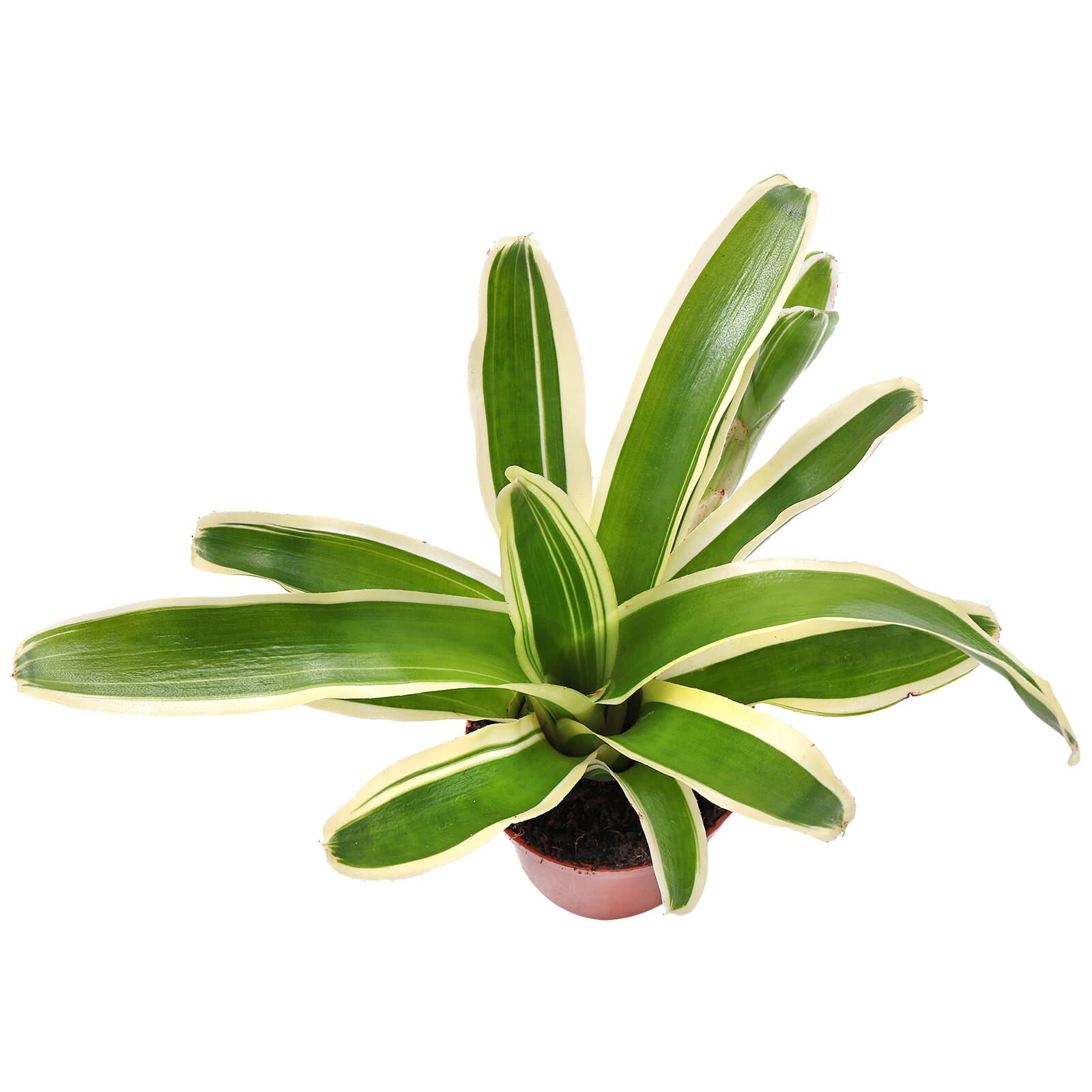 Neoregelia "Schultesiana Variegata"
