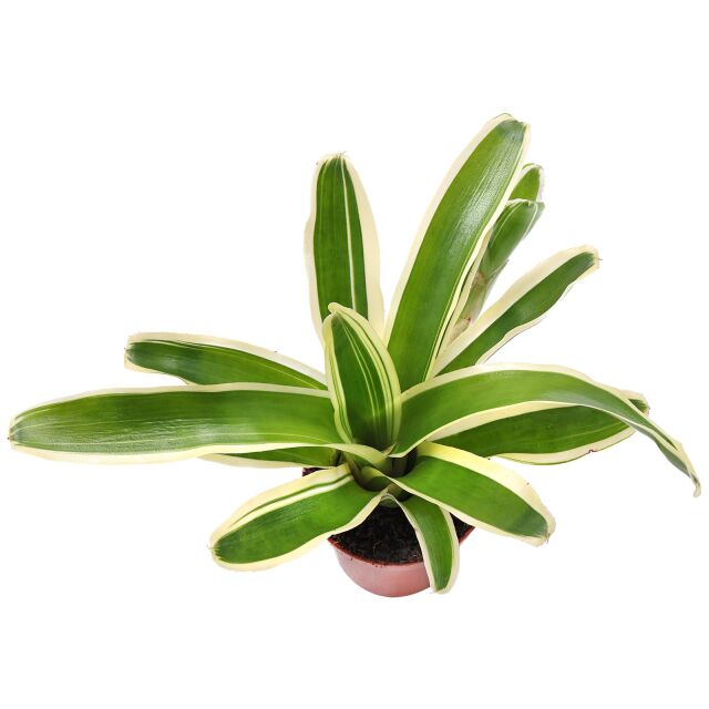 Neoregelia "Schultesiana Variegata"