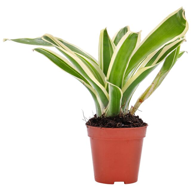 Neoregelia "Schultesiana Variegata"