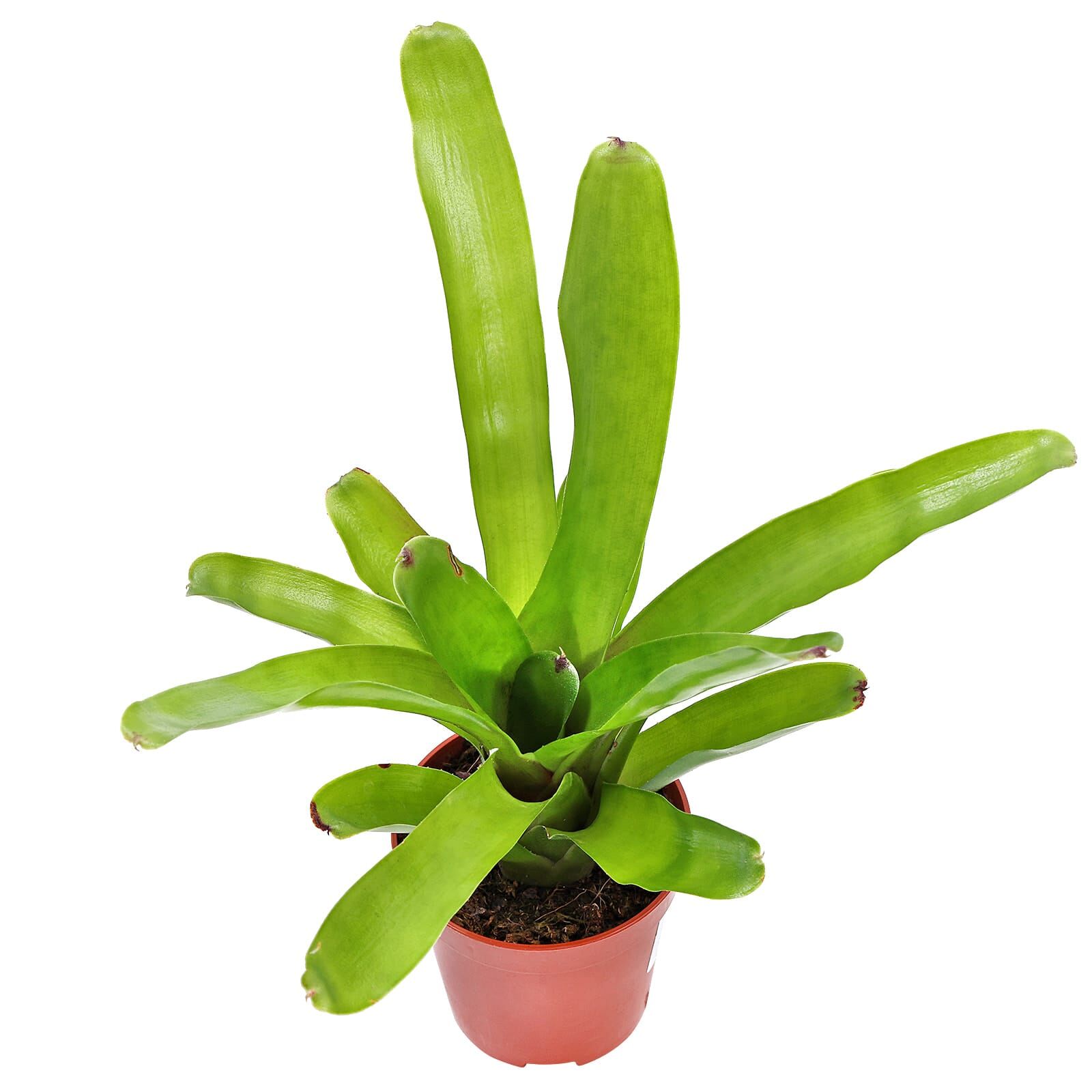 Neoregelia