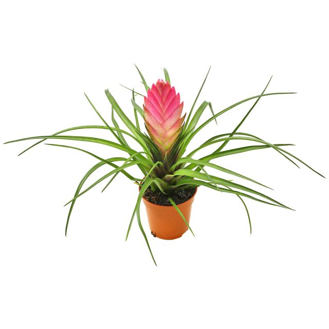 Wallisia cyanea (Tillandsia cyanea)