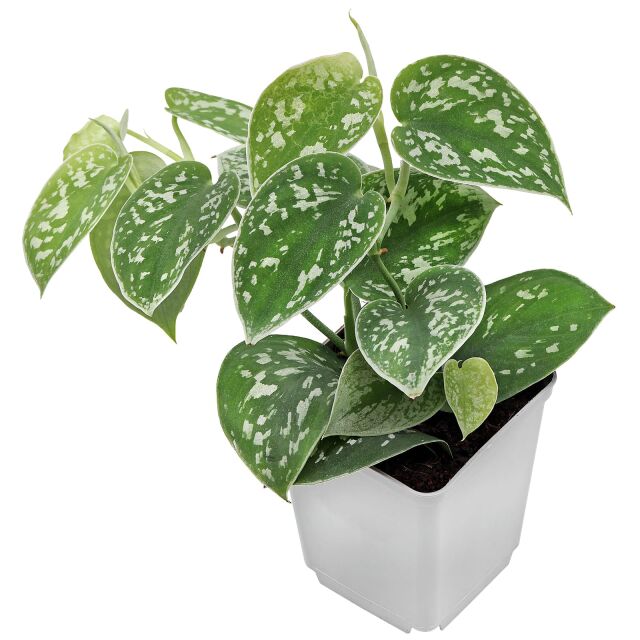 Scindapsus pictus