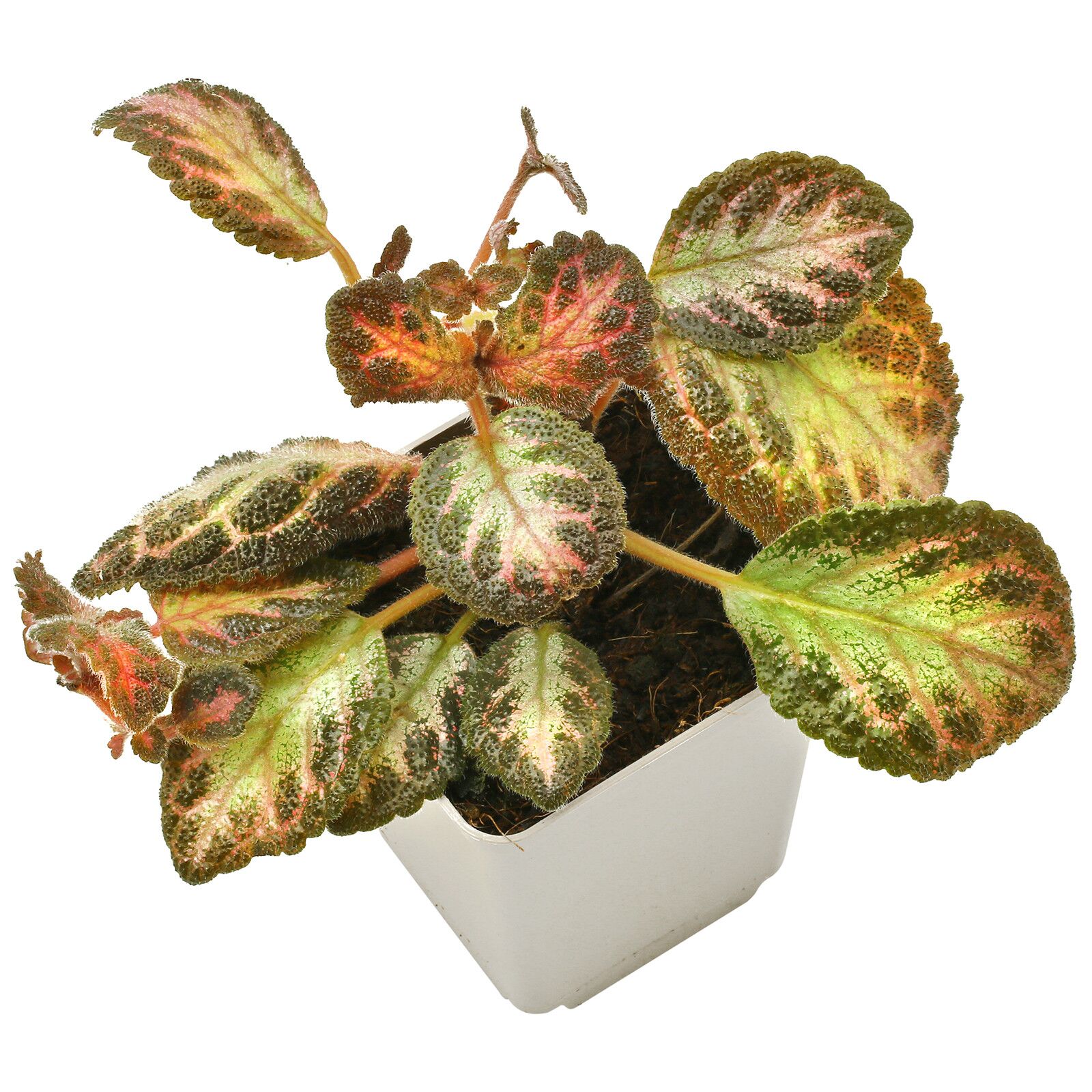 Episcia cupreata