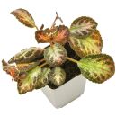 Episcia cupreata - Topf L
