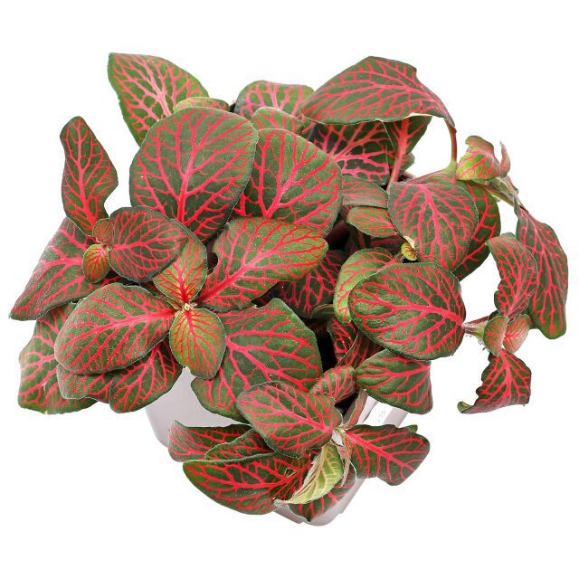 Fittonia albivenis &quot;Red&quot; - Topf L