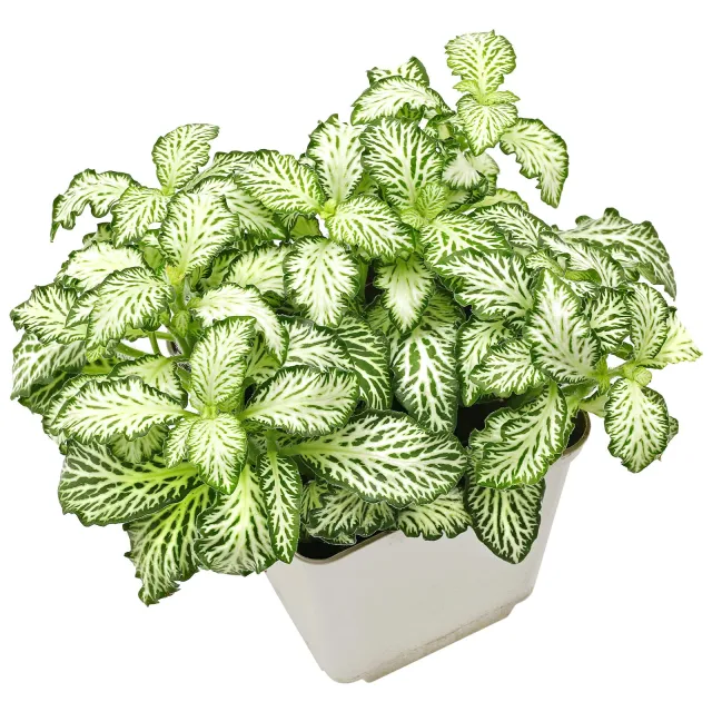 Fittonia albivenis 'White Anne' - Topf L