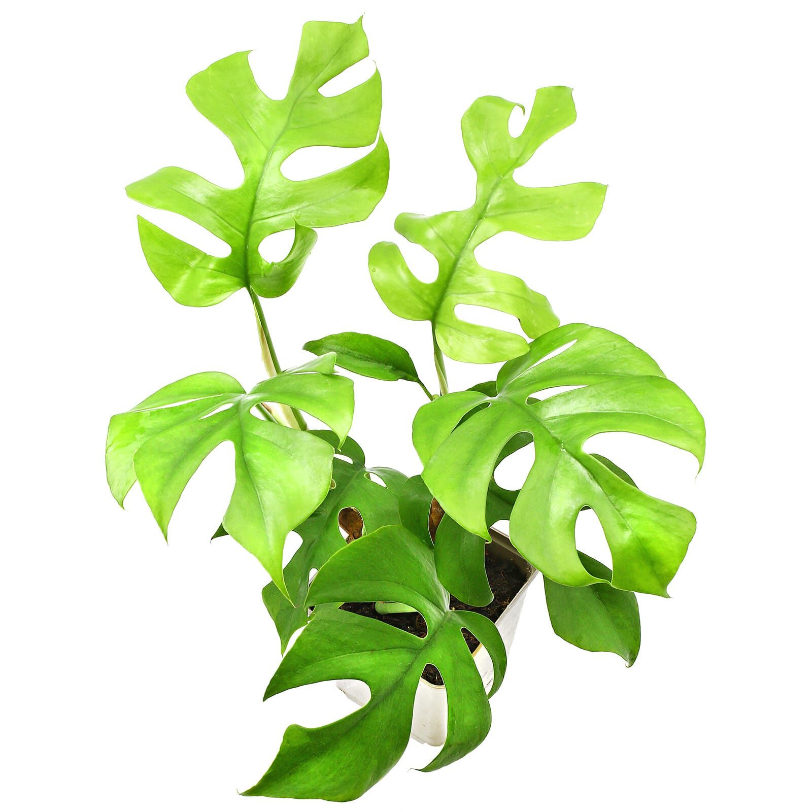 Rhaphidophora tetrasperma Aquasabi Aquarium Shop