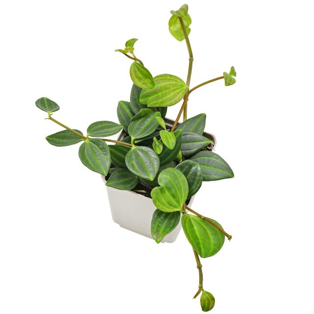 Peperomia obtusifolia \'Variegata\' - Topf L | Aquasabi - Aquaristik Shop