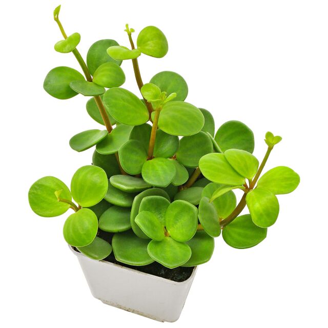 Peperomia 'Hope'