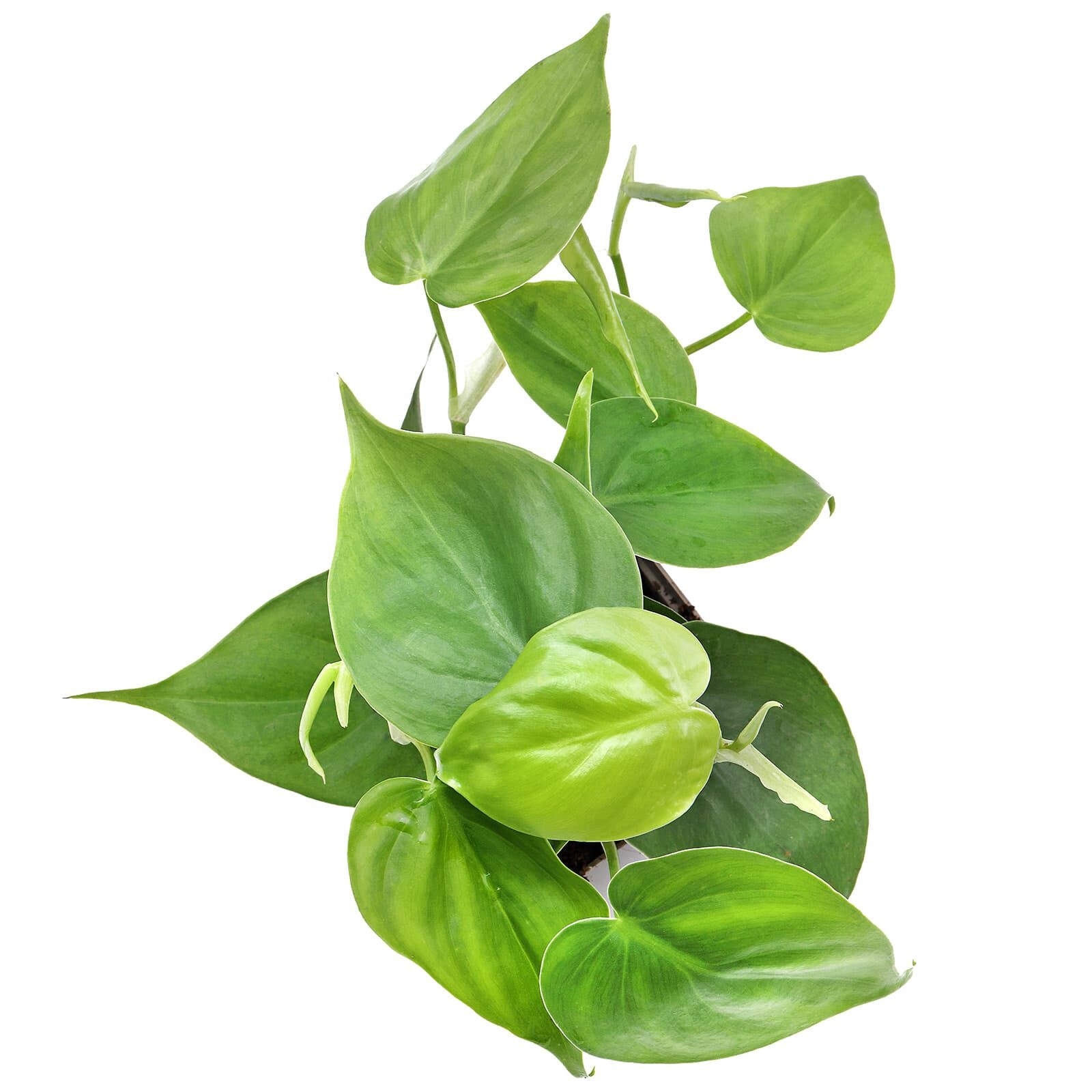 Philodendron hederaceum var. oxycardium