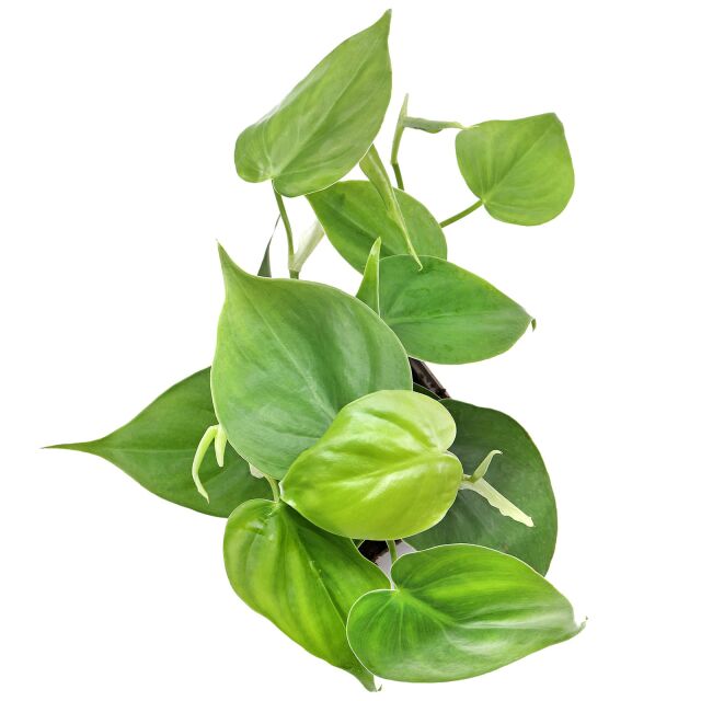 Philodendron hederaceum var. oxycardium