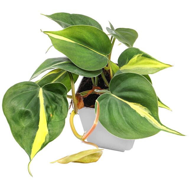 Philodendron hederaceum 'Brasil'