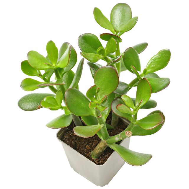 Crassula ovata