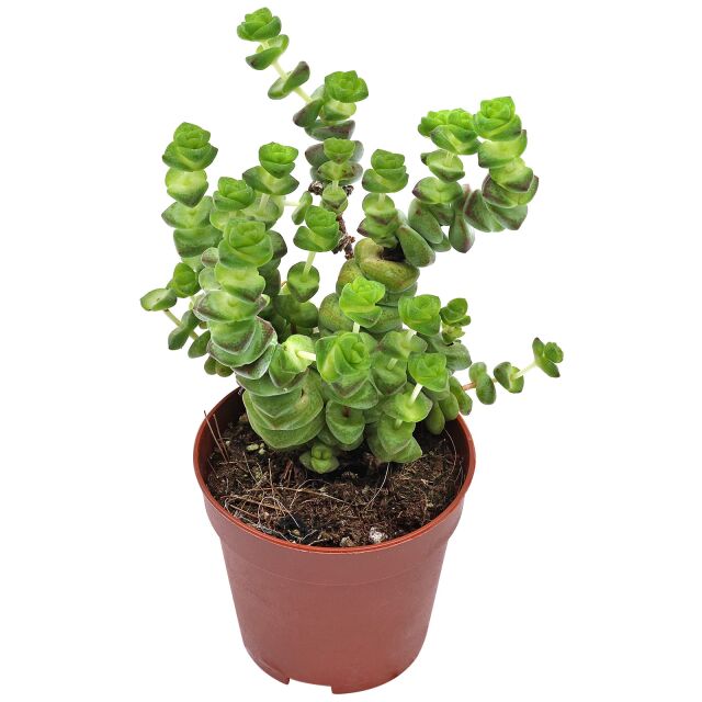 Crassula rupestris subsp. marnieriana