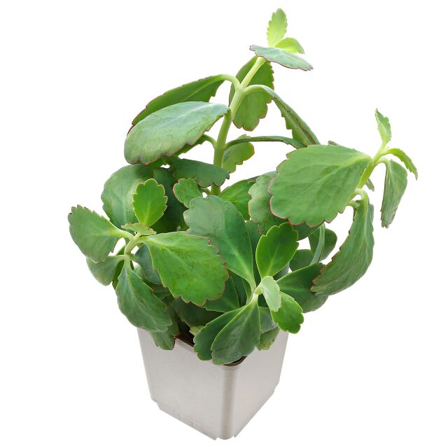 Kalanchoe fedtschenkoi