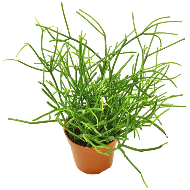 Rhipsalis baccifera "cassutha" - Topf
