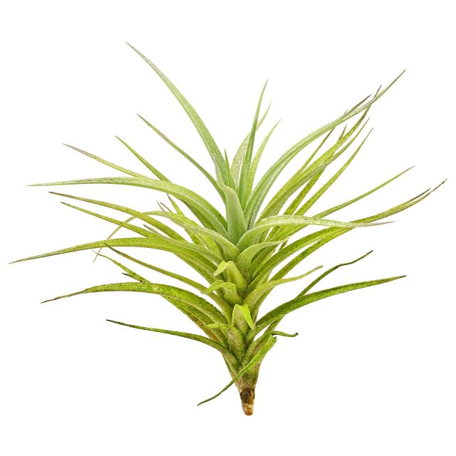 Tillandsia aeranthos