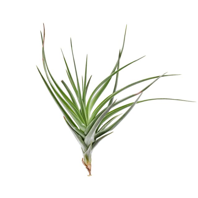 Tillandsia aeranthos