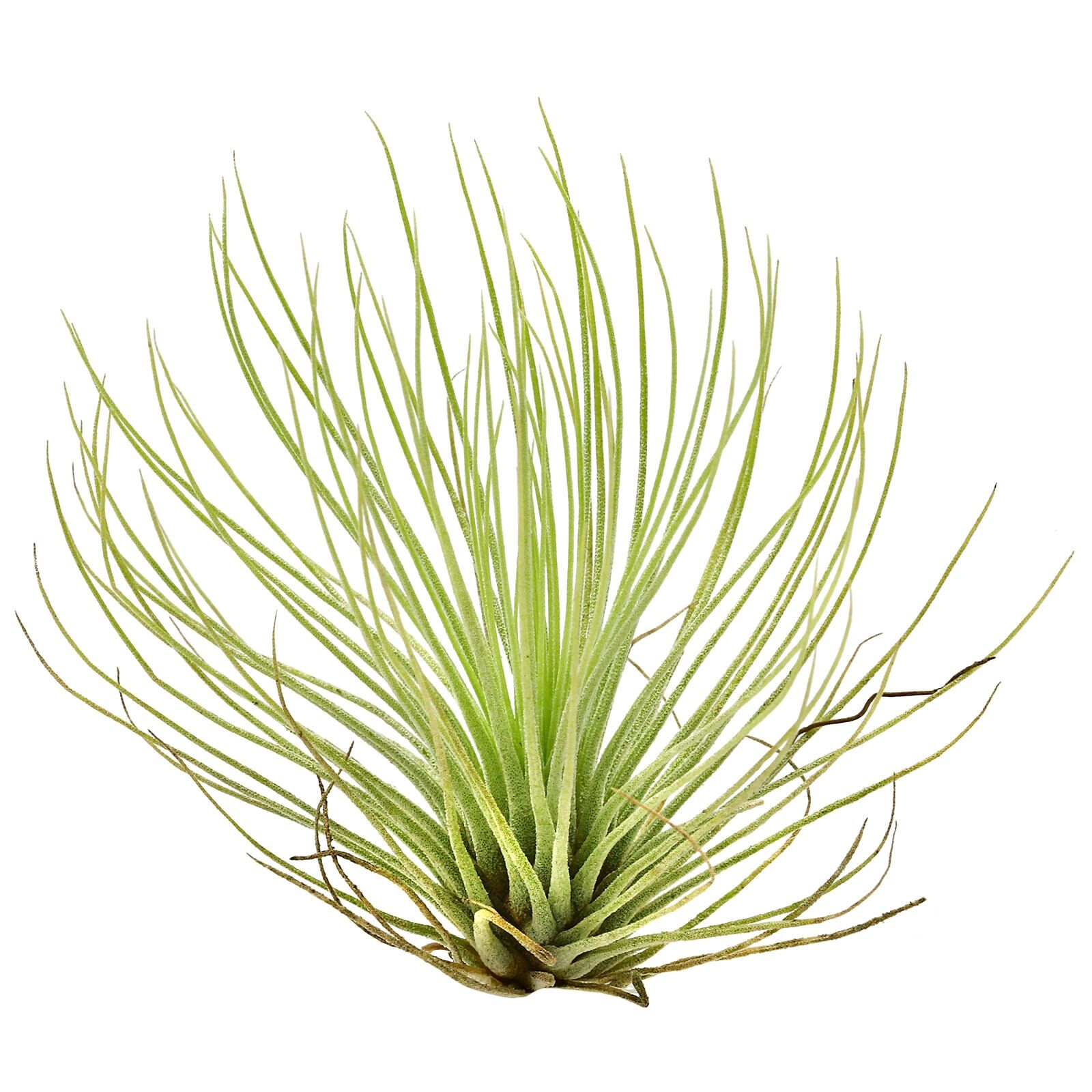 Tillandsia andreana