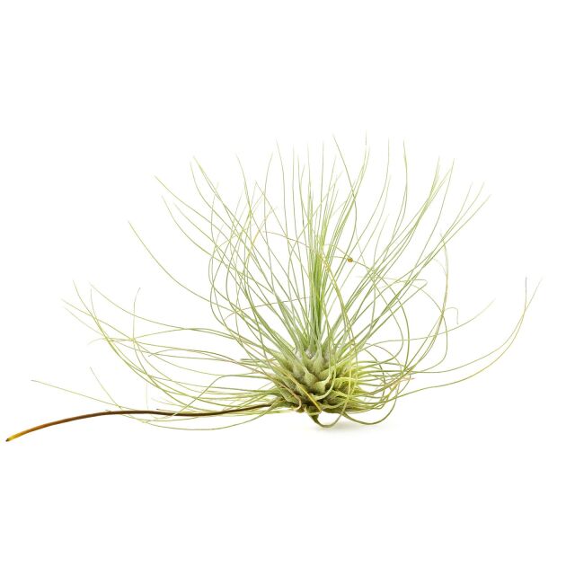 Tillandsia fuchsii