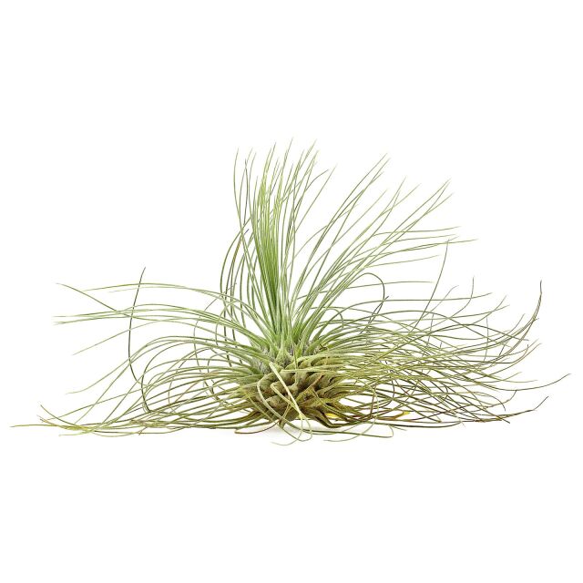 Tillandsia fuchsii