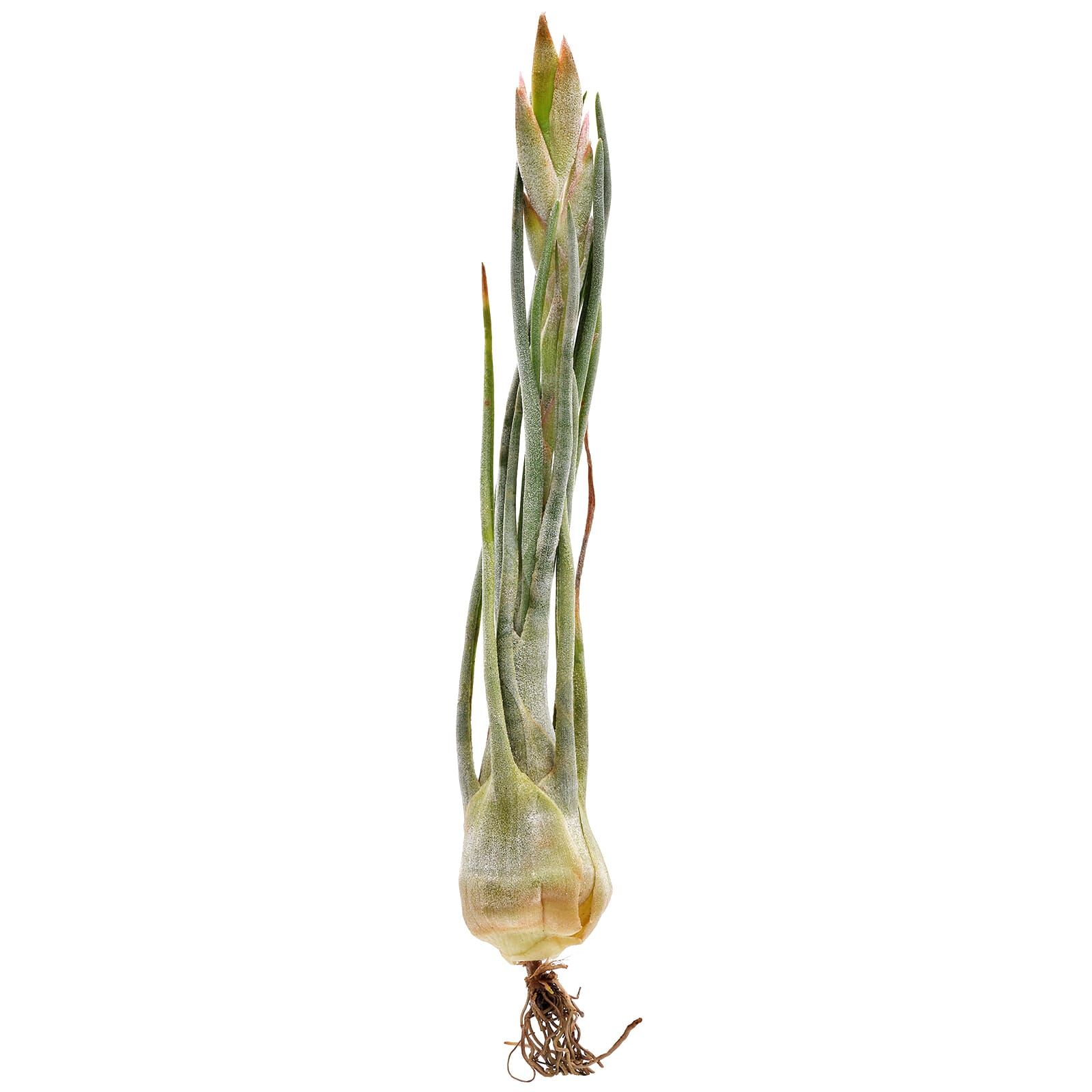 Tillandsia arizajuliae Aquasabi Aquarium Shop