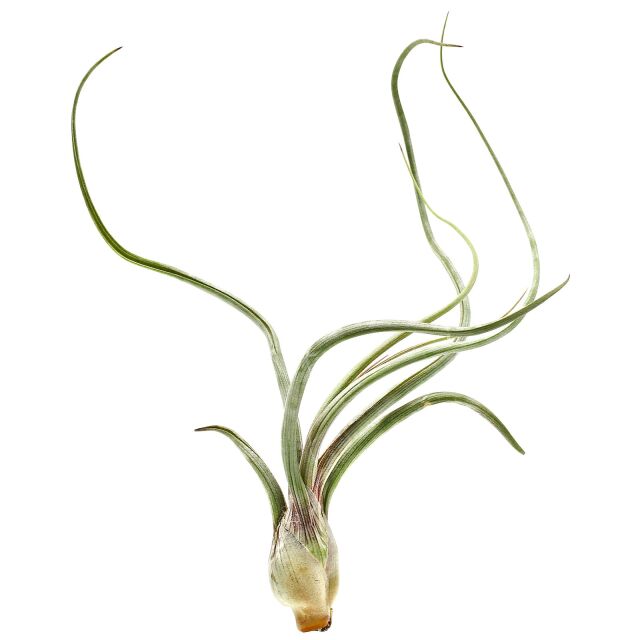 Tillandsia baileyi