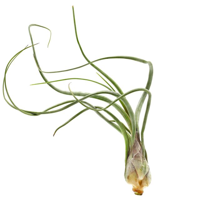 Tillandsia baileyi