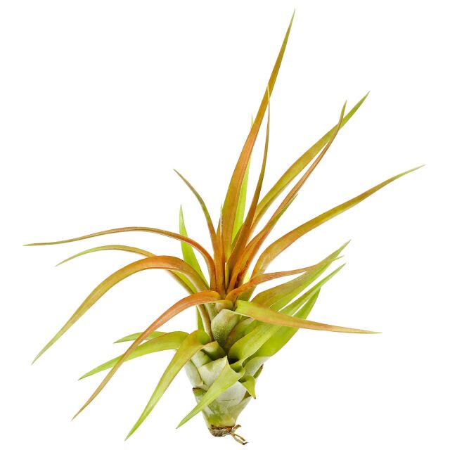 Tillandsia brachycaulos &quot;abdida&quot;