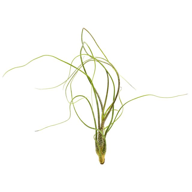 Tillandsia butzii