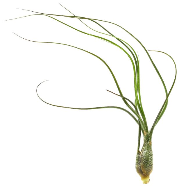 Tillandsia butzii