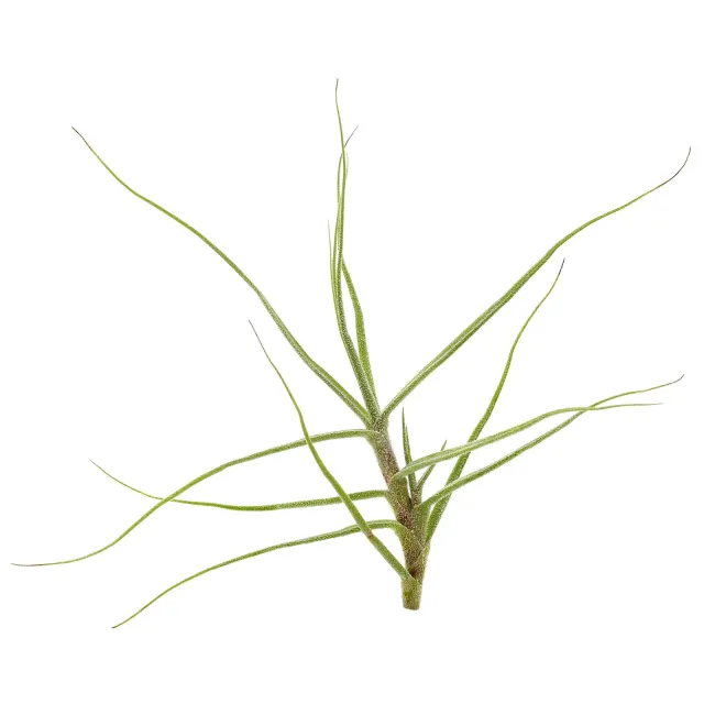 Tillandsia caerulea - Einzelpflanze - mini