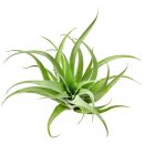 Tillandsia capitata "Duda" - Einzelpflanze - L