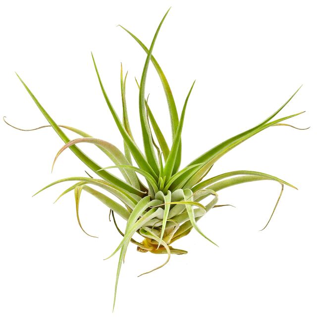 Tillandsia capitata &quot;Peach&quot;