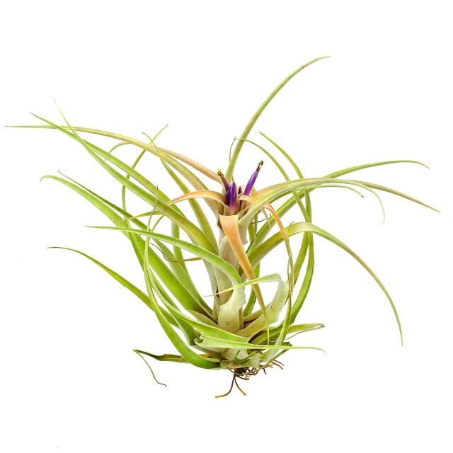 Tillandsia capitata &quot;Peach&quot;
