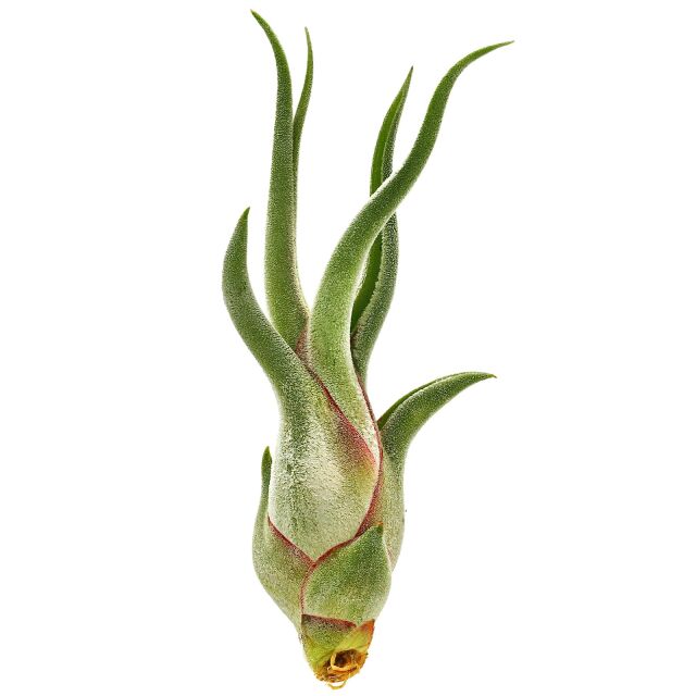 Tillandsia caput-medusae