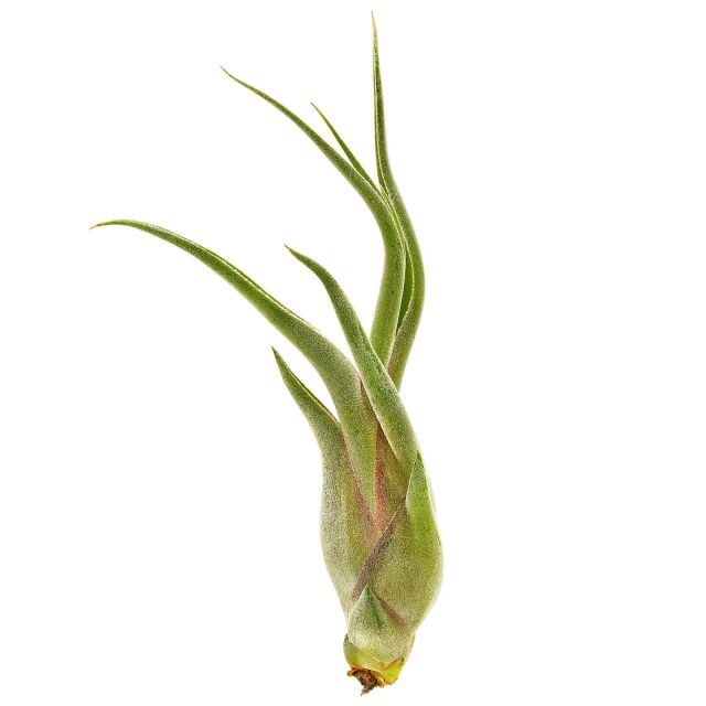 Tillandsia caput-medusae