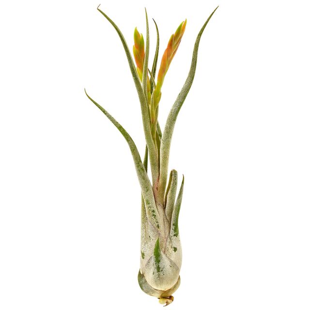 Tillandsia caput-medusae