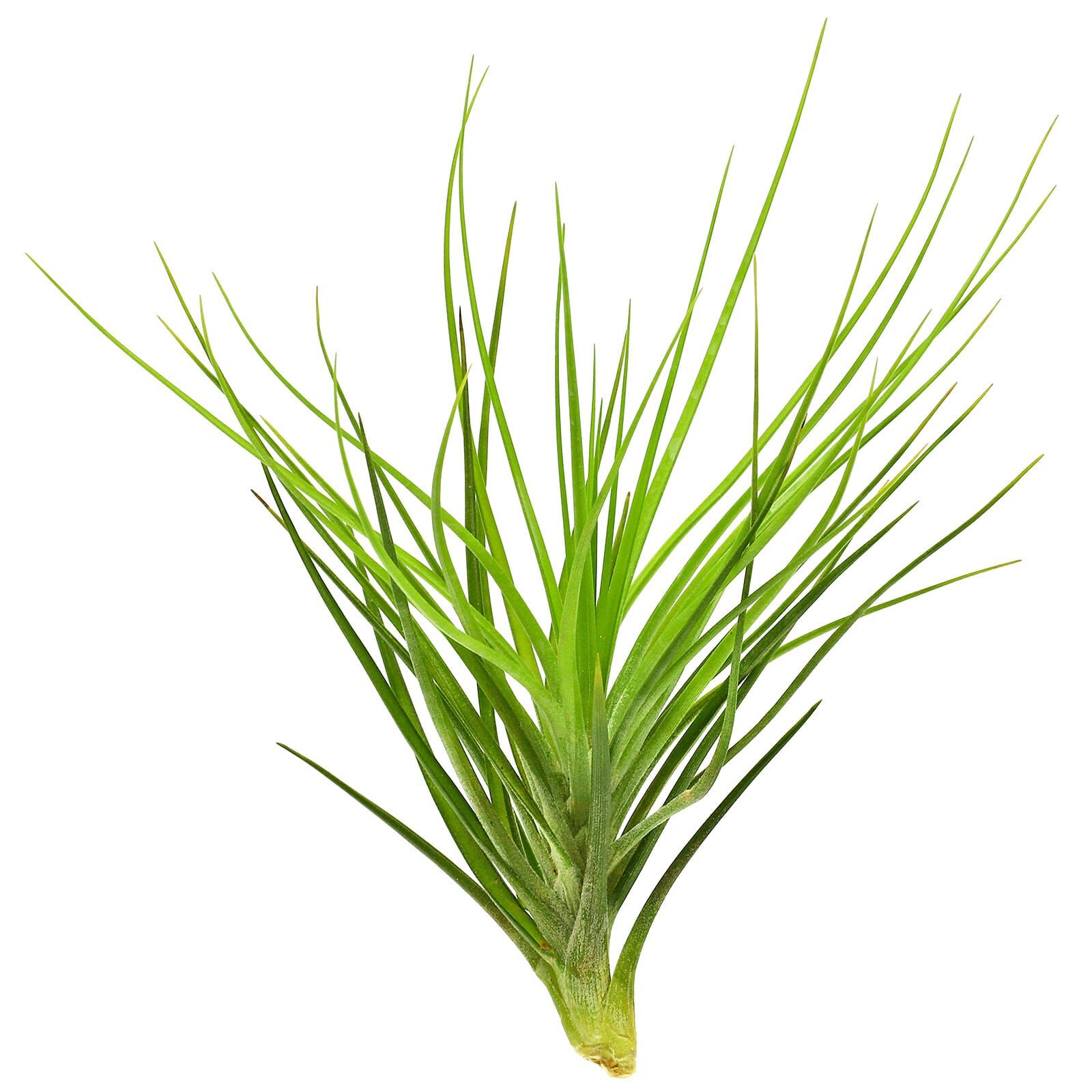 Tillandsia caulescens