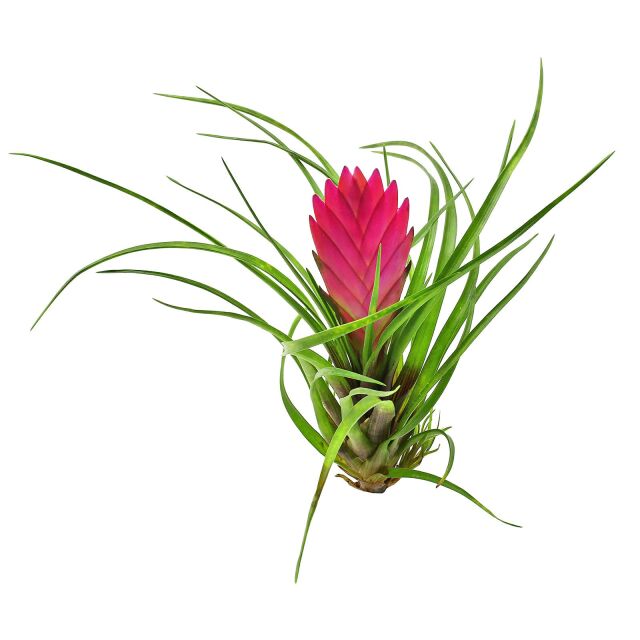 Wallisia cyanea (Tillandsia cyanea)